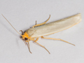 Hoary Footman